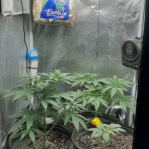 HP-00 growlog timeline photo