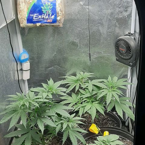 HP-00 growlog timeline photo