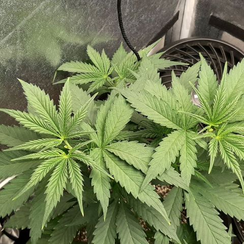 HP-00 growlog timeline photo