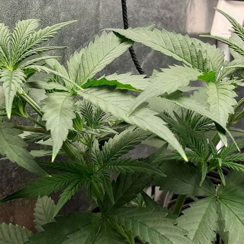 HP-00 growlog timeline photo
