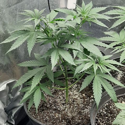 HP-00 growlog timeline photo