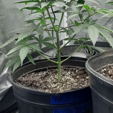 HP-00 growlog timeline photo