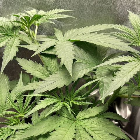SB1-00 growlog timeline photo