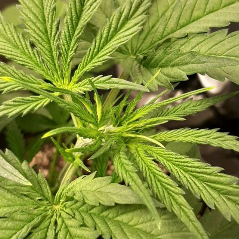 SB1-00 growlog timeline photo