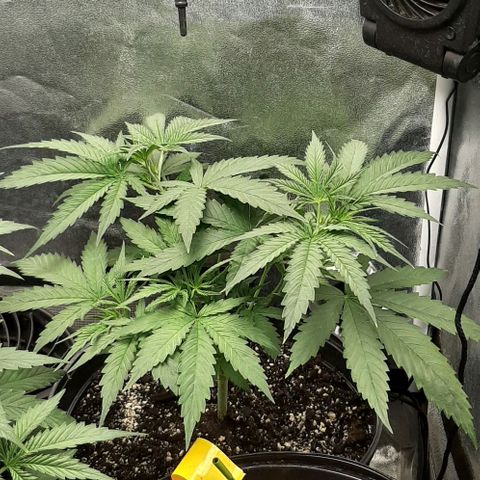 SB1-00 growlog timeline photo