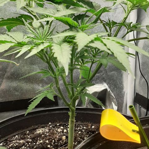 SB1-00 growlog timeline photo