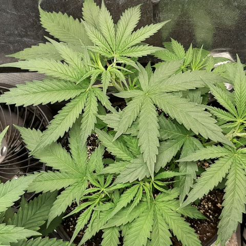 SB1-00 growlog timeline photo