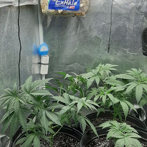 HP-00 growlog timeline photo