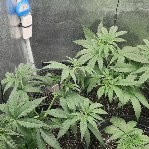 HP-00 growlog timeline photo