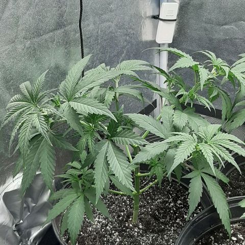 HP-00 growlog timeline photo