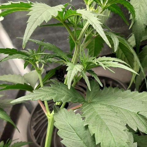 HP-00 growlog timeline photo