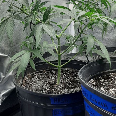 HP-00 growlog timeline photo