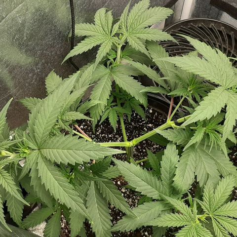 HP-00 growlog timeline photo