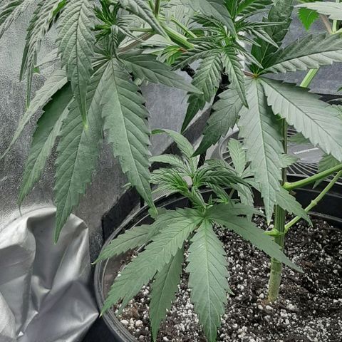HP-00 growlog timeline photo