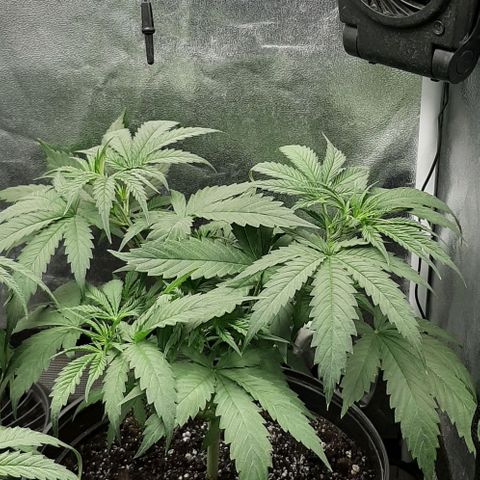 SB1-00 growlog timeline photo