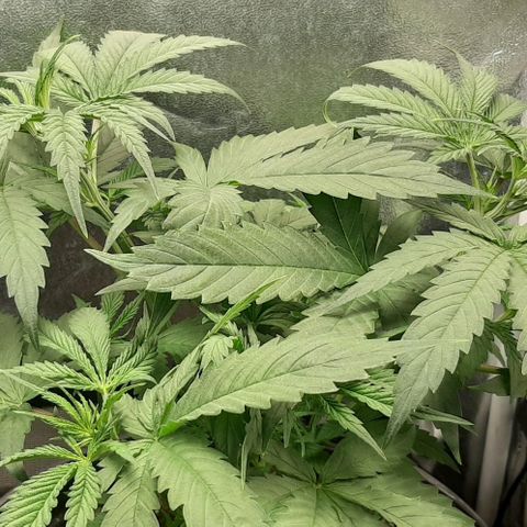 SB1-00 growlog timeline photo