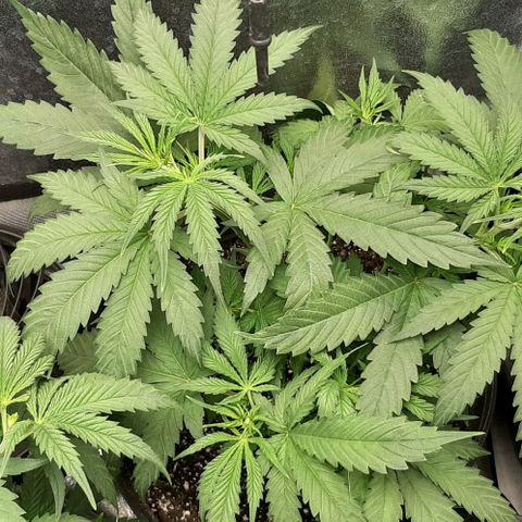 SB1-00 growlog timeline photo