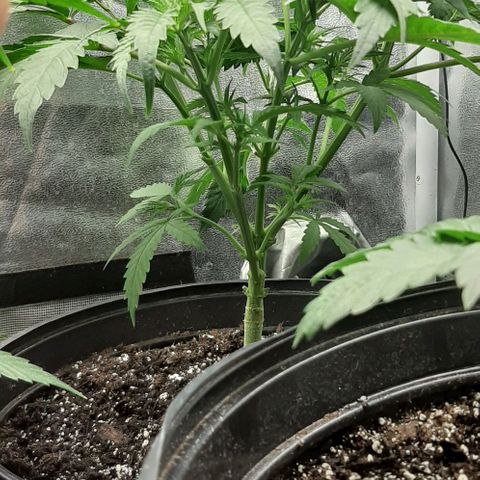 SB1-00 growlog timeline photo