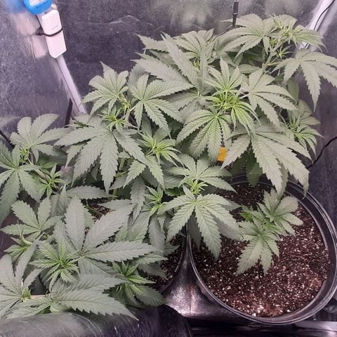 HP-00 growlog timeline photo