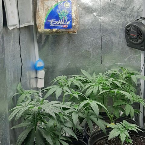 HP-00 growlog timeline photo