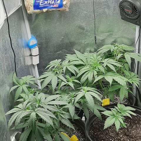 HP-00 growlog timeline photo