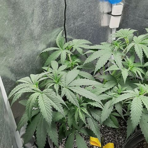 HP-00 growlog timeline photo