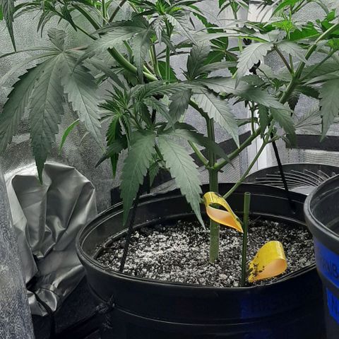 HP-00 growlog timeline photo