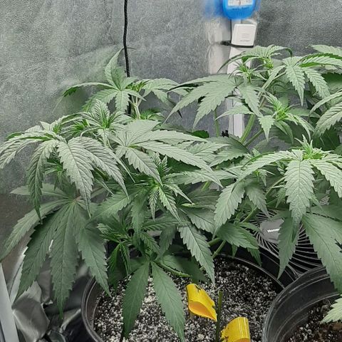 HP-00 growlog timeline photo