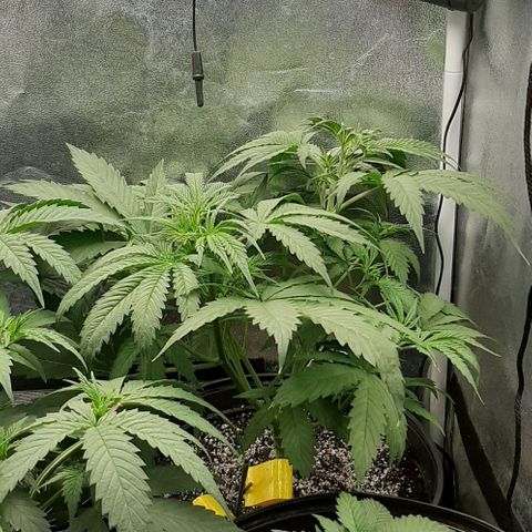 HP-00 growlog timeline photo