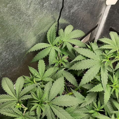 HP-00 growlog timeline photo
