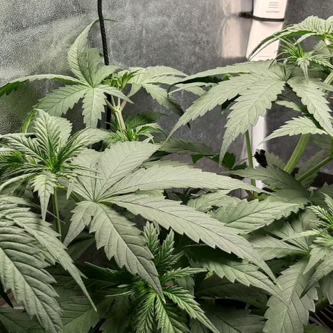 HP-00 growlog timeline photo