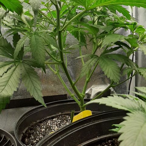SB1-00 growlog timeline photo