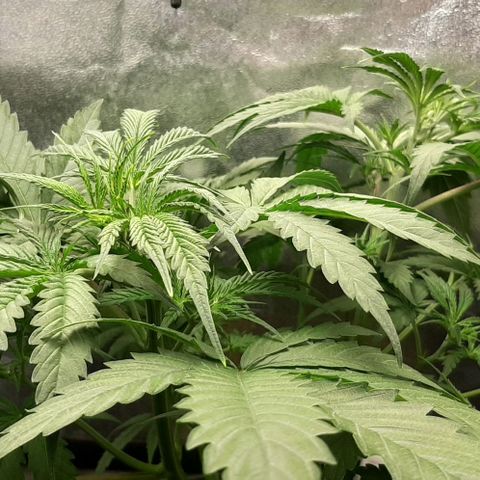 SB1-00 growlog timeline photo