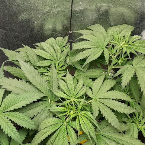 SB1-00 growlog timeline photo