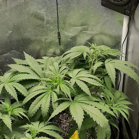 SB1-00 growlog timeline photo