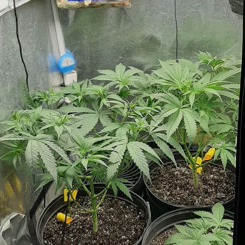 HP-00 growlog photo: After Defoliation