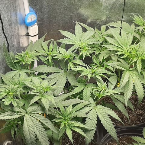HP-00 growlog photo: After Defoliation