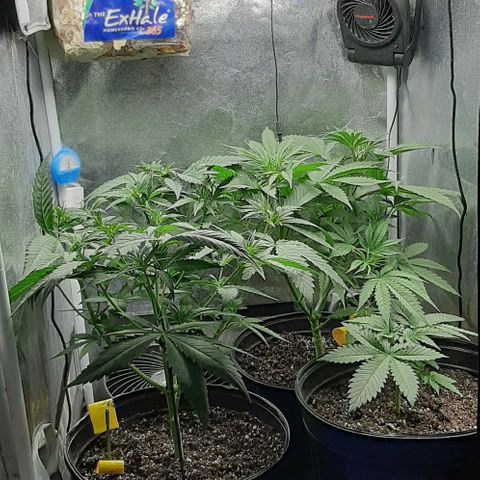 HP-00 growlog photo: Before Defoliation