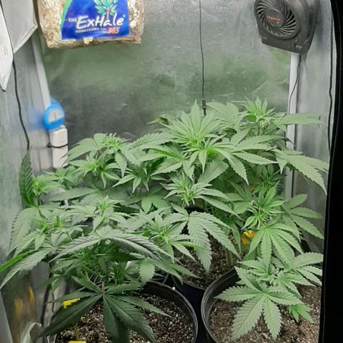 HP-00 growlog photo: Before Defoliation