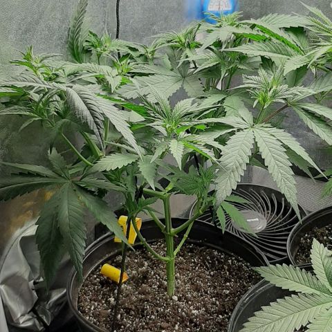 HP-00 growlog timeline photo
