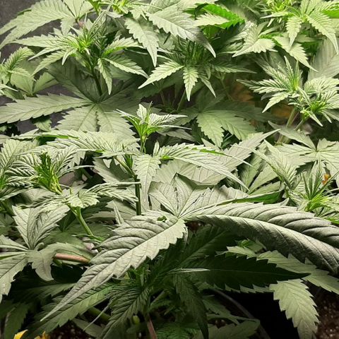 HP-00 growlog timeline photo