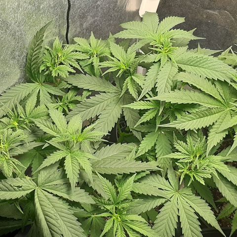 HP-00 growlog timeline photo