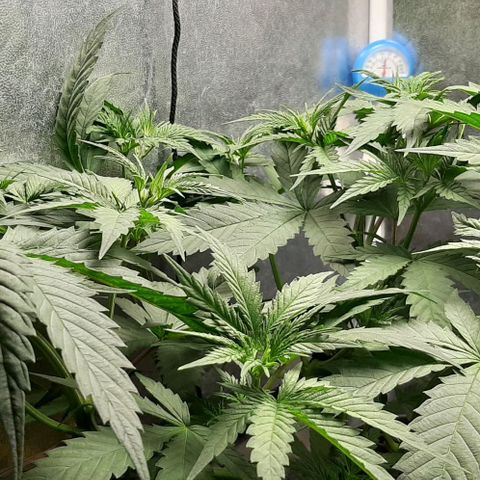 HP-00 growlog timeline photo