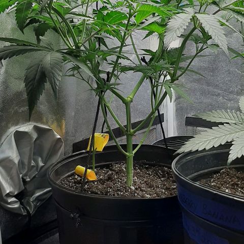 HP-00 growlog timeline photo