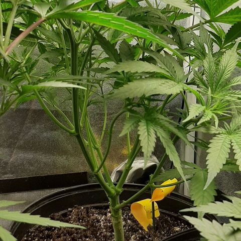 SB1-00 growlog timeline photo