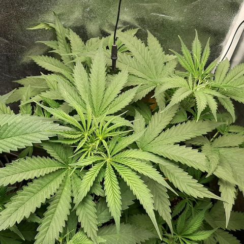 SB1-00 growlog timeline photo