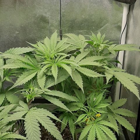 SB1-00 growlog timeline photo