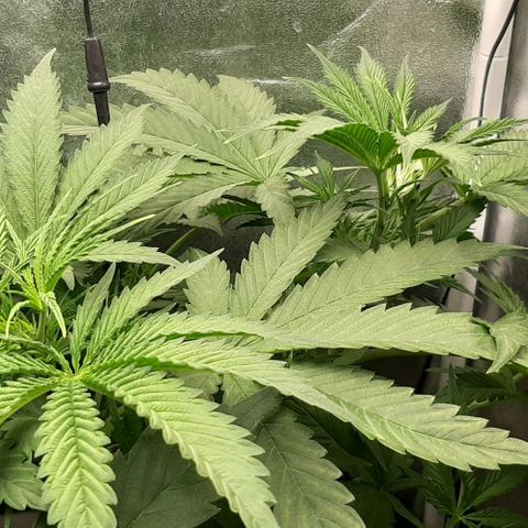 SB1-00 growlog timeline photo