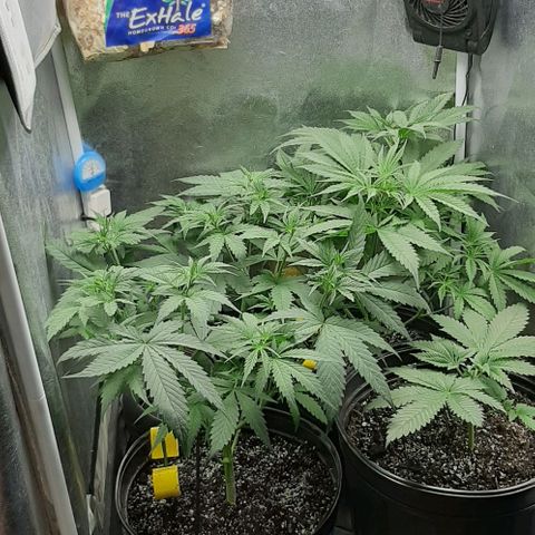HP-00 growlog timeline photo