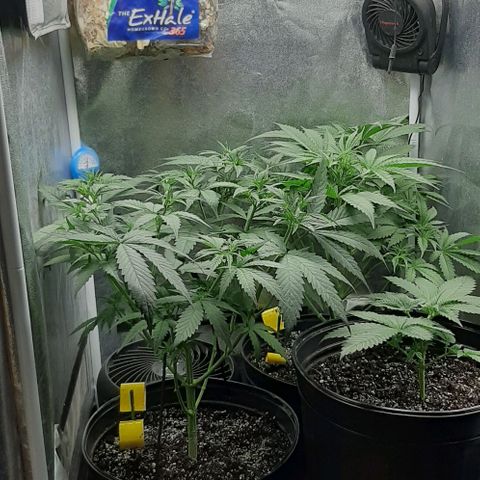 HP-00 growlog timeline photo